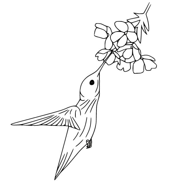 Målarbild Kolibri 2