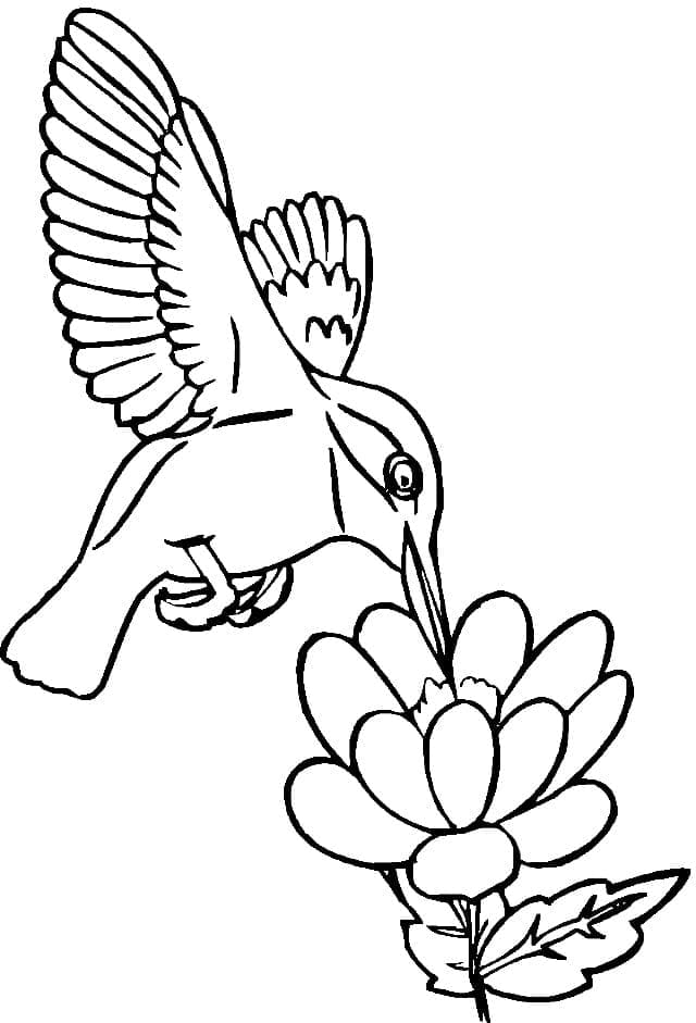 Målarbild Kolibri för Barn