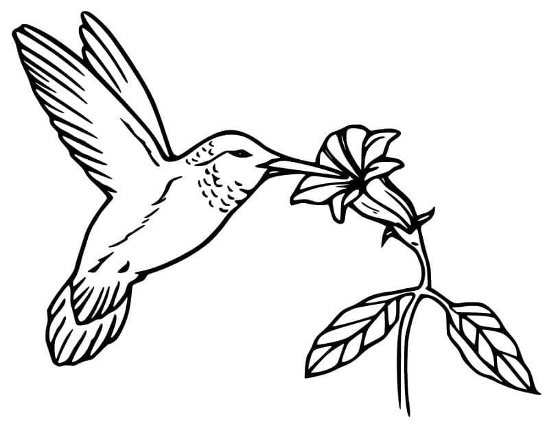 Målarbild Kolibri och Blomma