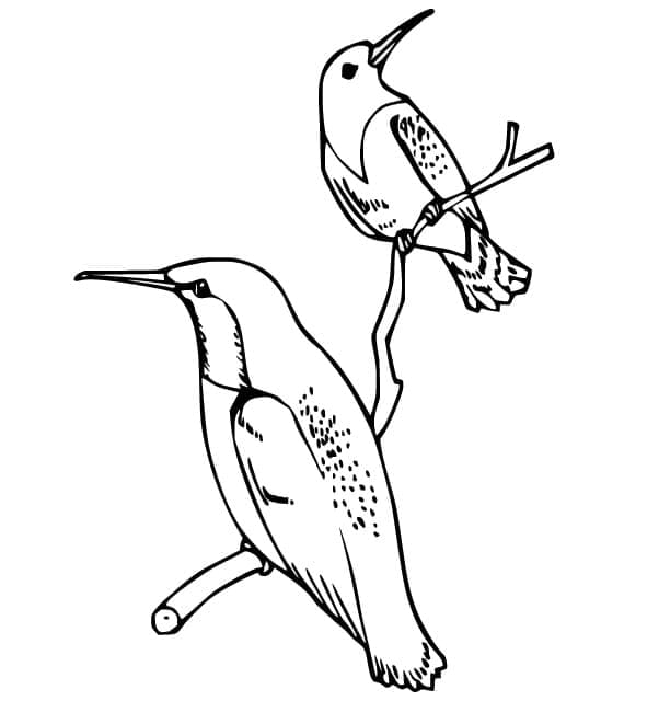 Målarbild Kolibrier på en gren