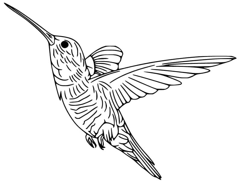 Målarbild Realistisk Kolibri