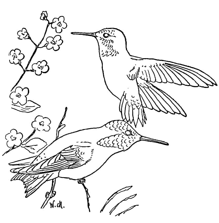 Målarbild Två Kolibrier