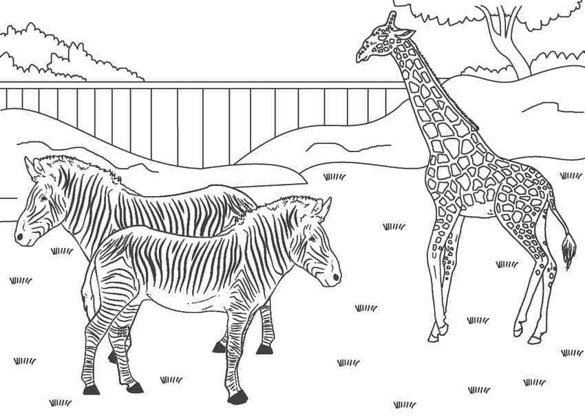 Målarbild Zebror och Giraff i Djurparken