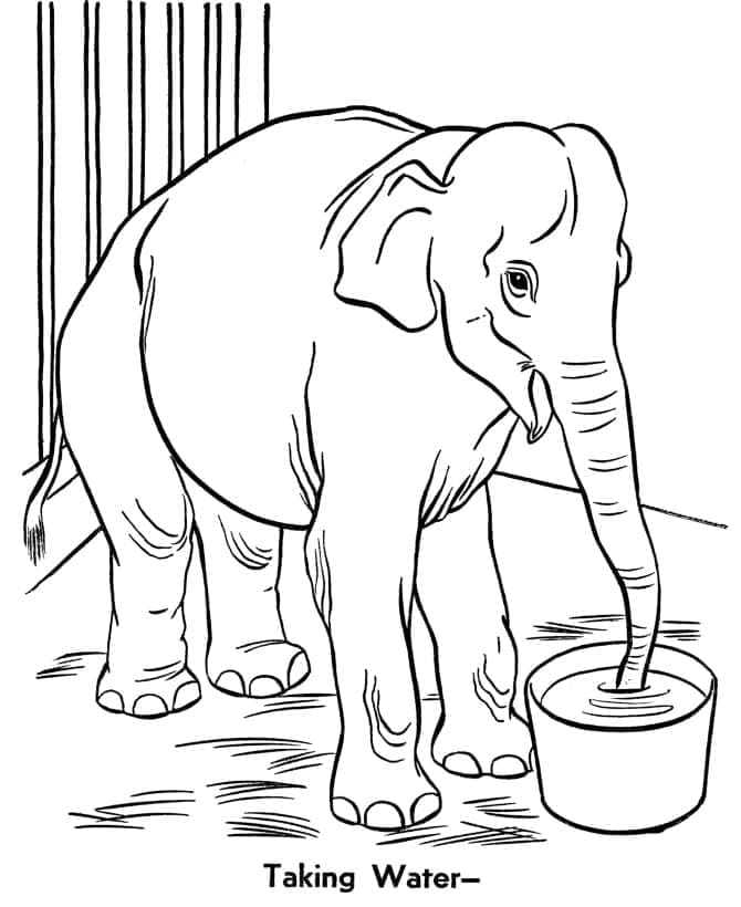 Målarbild Zoo Elefant