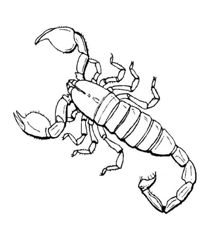 Målarbild En Skorpion