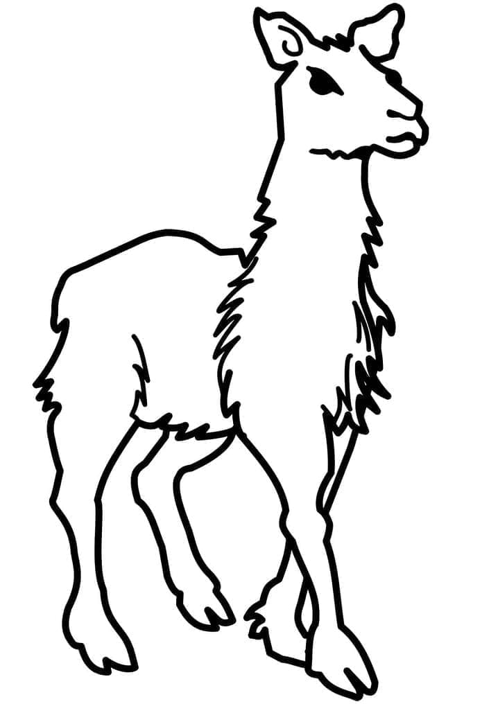 Målarbild Enkel Lama
