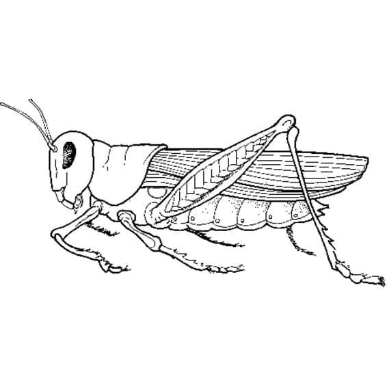 Målarbild Gräshoppa 2