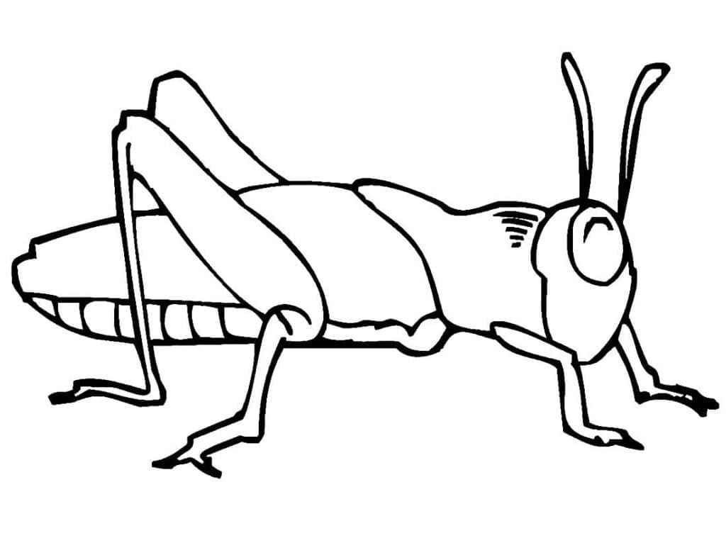 Målarbild Gräshoppa för Barn