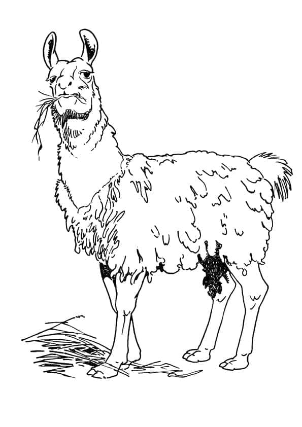 Målarbild Realistisk Lama