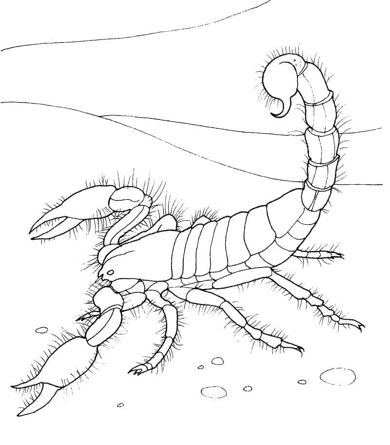 Målarbild Realistisk Skorpion