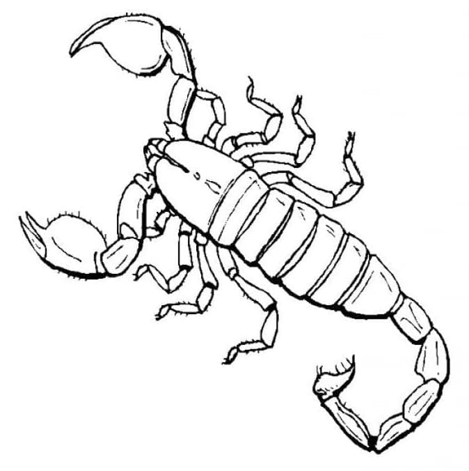 Målarbild Skorpion 3