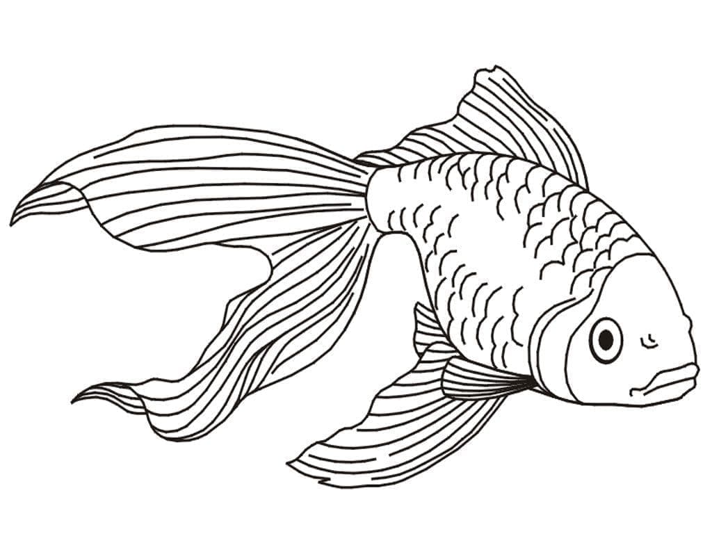 Målarbild Vanlig Guldfisk