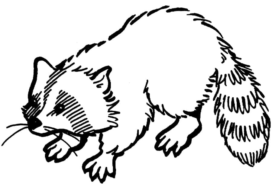 Målarbild Tvättbjörn för Barn