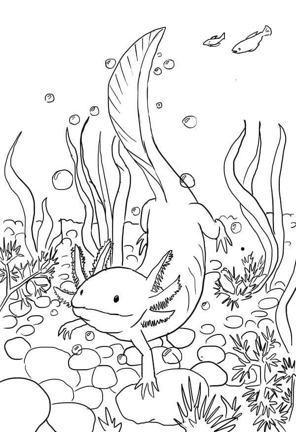 Målarbild Axolotl Gratis Utskrivbar