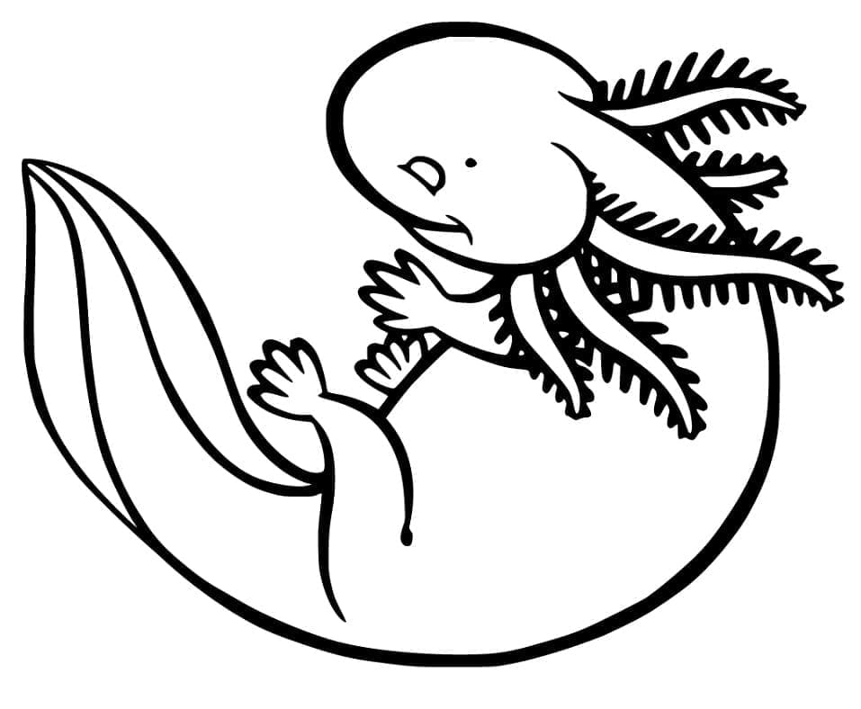 Målarbild Axolotl Gratis