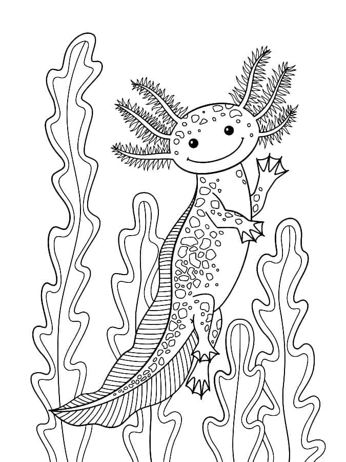 Målarbilder Axolotl