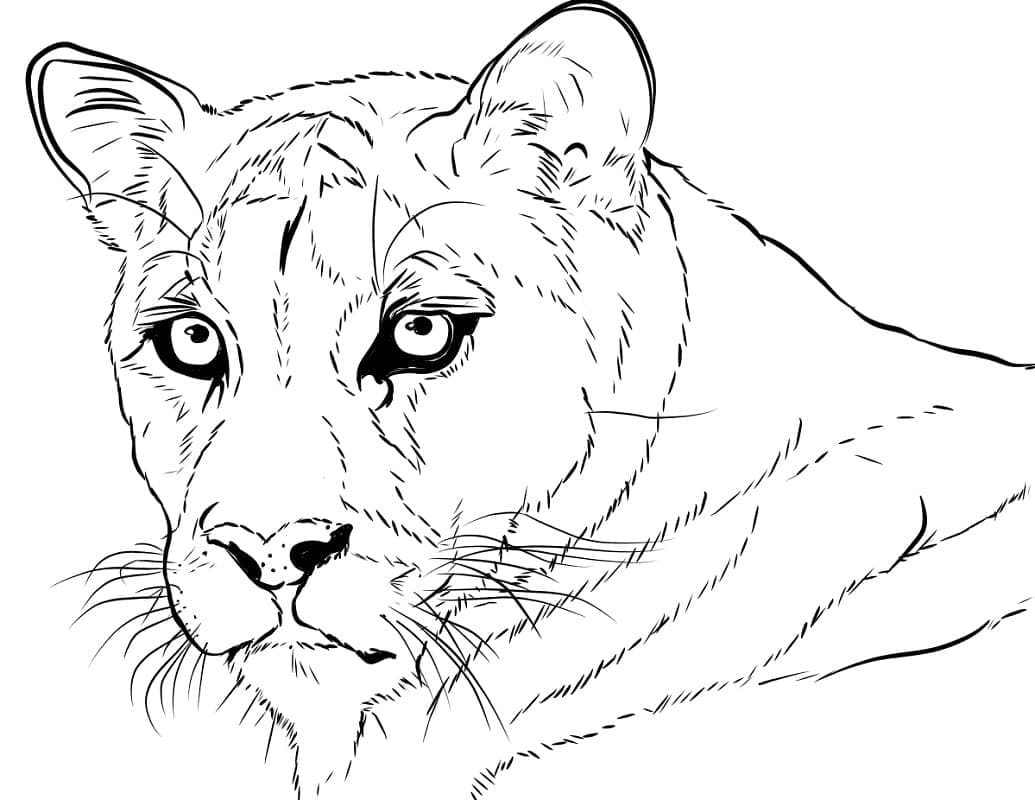 Målarbild Cougar Ansikte