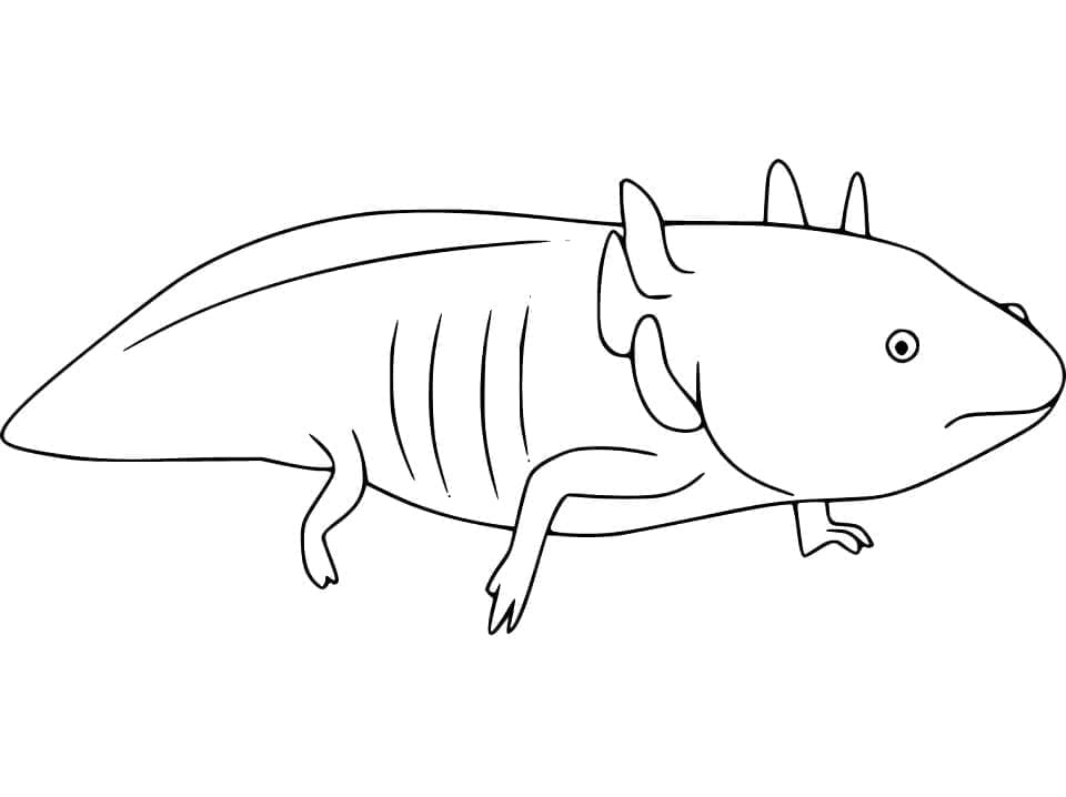 Målarbild En Axolotl