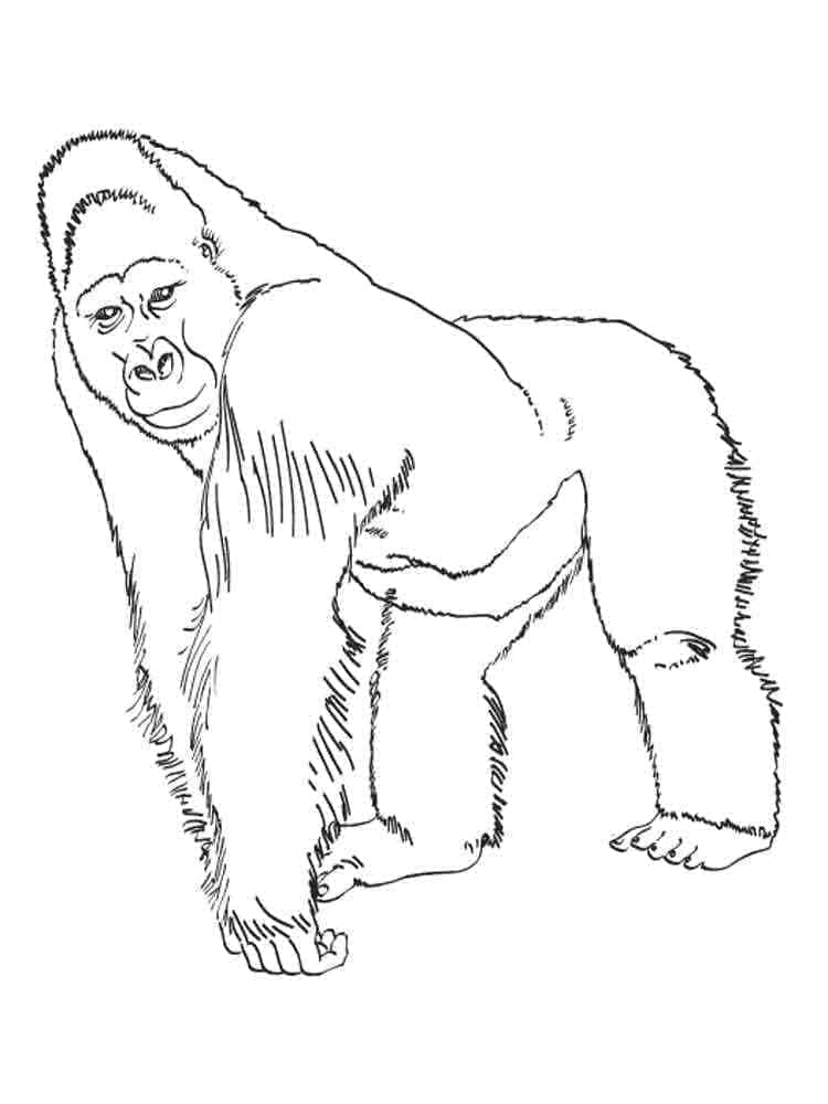 Målarbild Gorilla 8