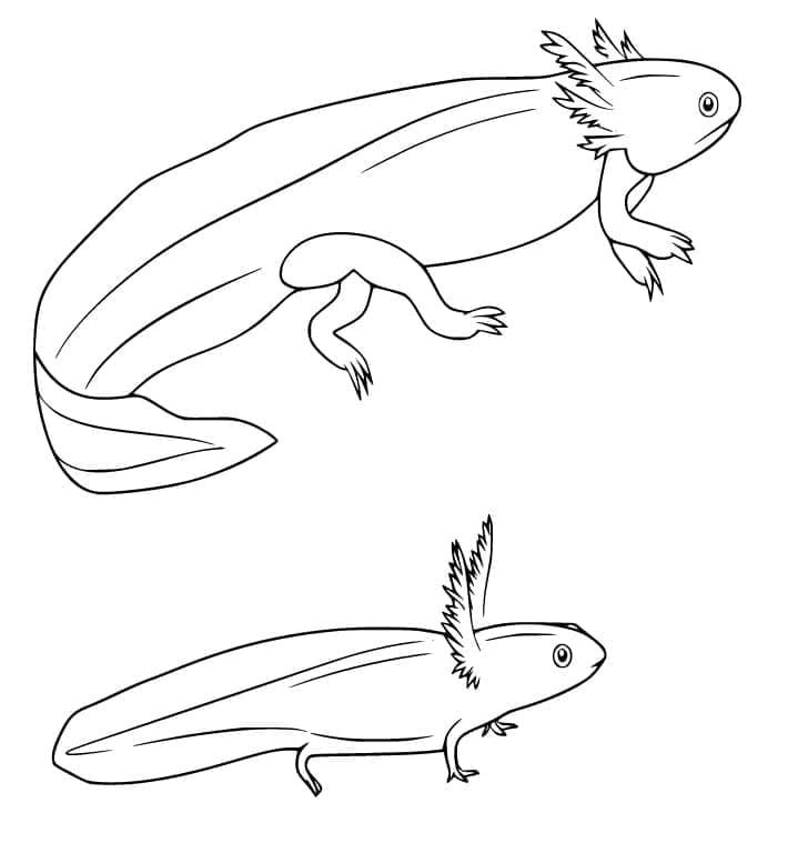 Målarbild Stor och Liten Axolotl