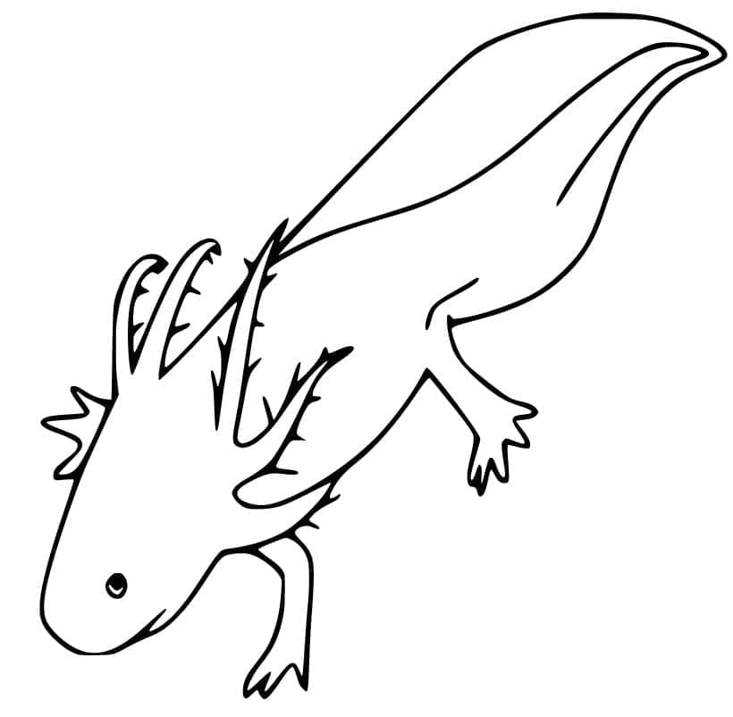 Målarbild Vanlig Axolotl