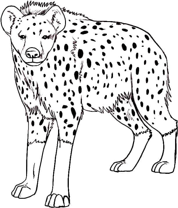 Målarbilder Hyena