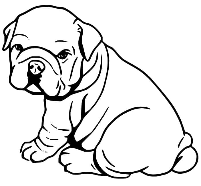 Målarbild Baby Bulldog