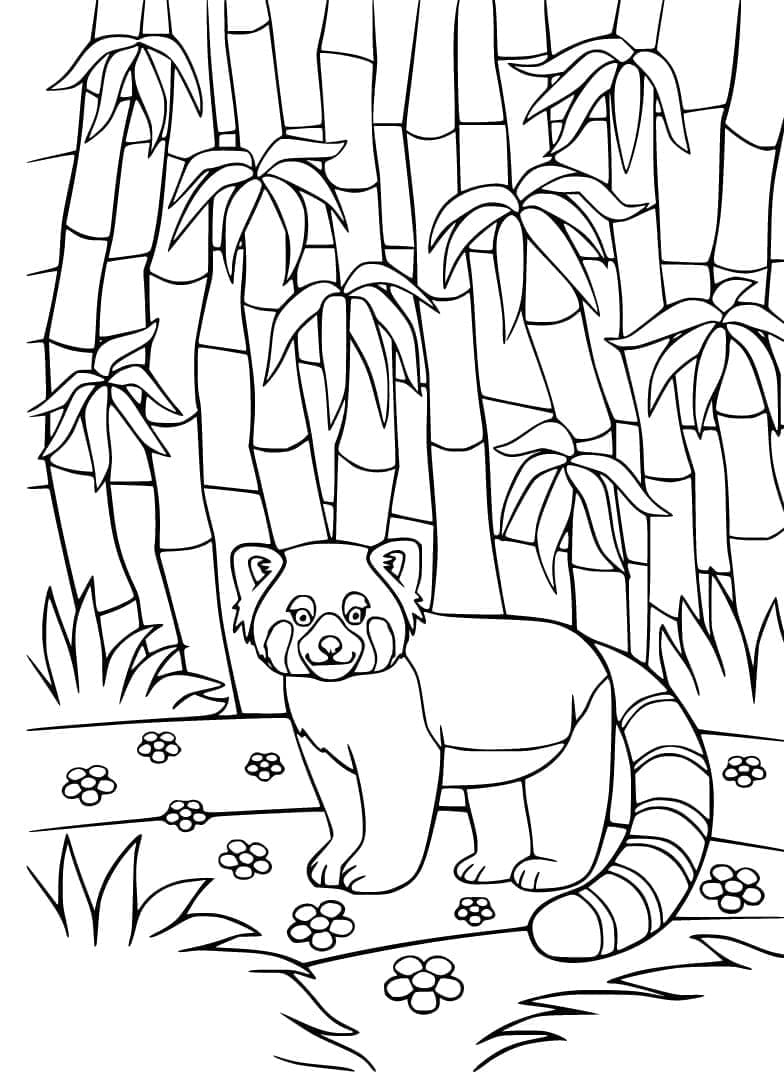 Målarbild Röd panda för 3-åriga barn