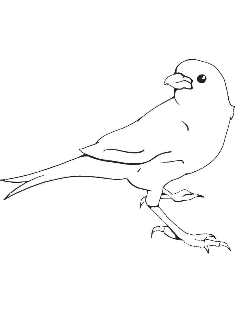 Målarbild Kanariefågel Gratis Utskrivbar