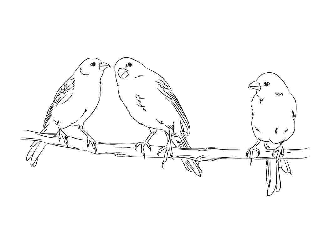 Målarbild Tre Kanariefåglar