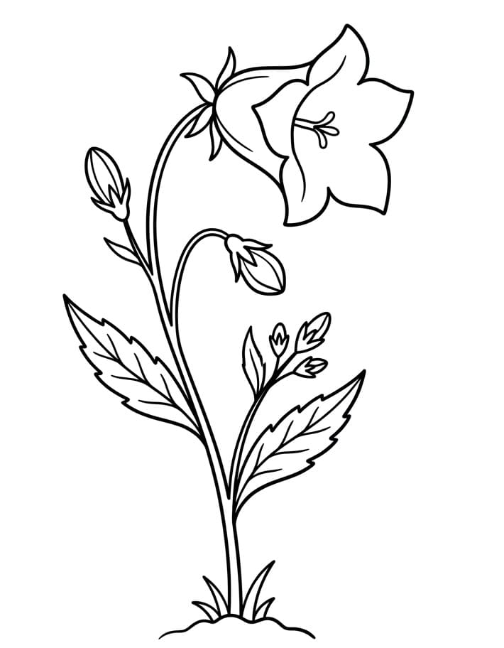 Målarbild Blåklocka Gratis Utskrivbar för Barn