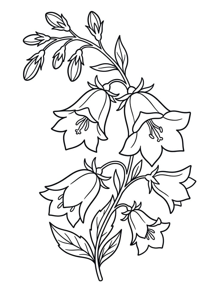 Målarbild Blåklocka Gratis