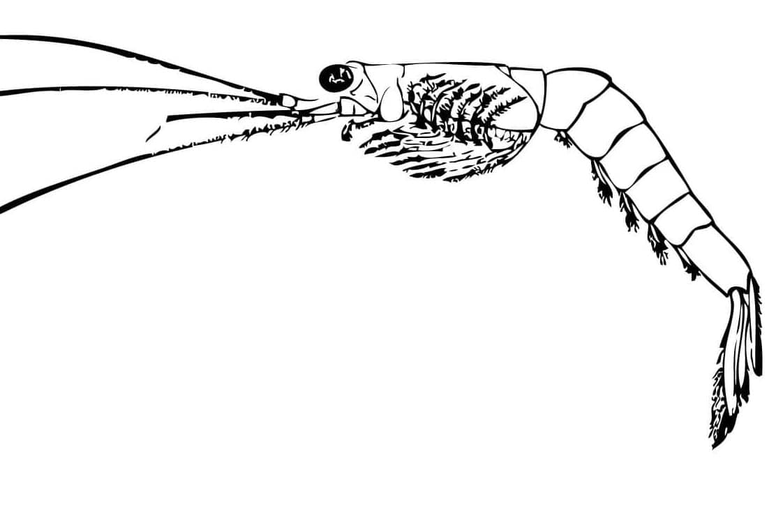 Målarbild En havsräka