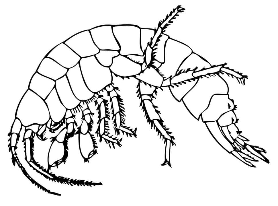 Målarbild Gratis Räka