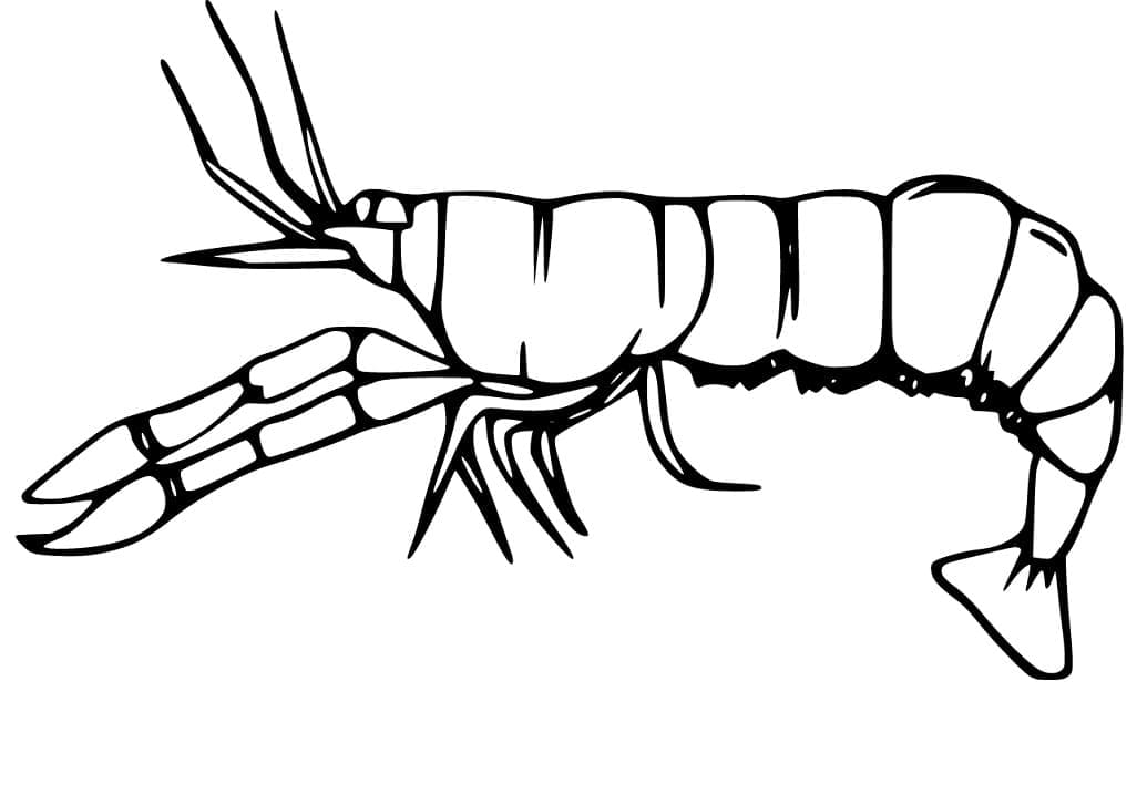 Målarbild Gratis Utskrivbar Räka för Barn