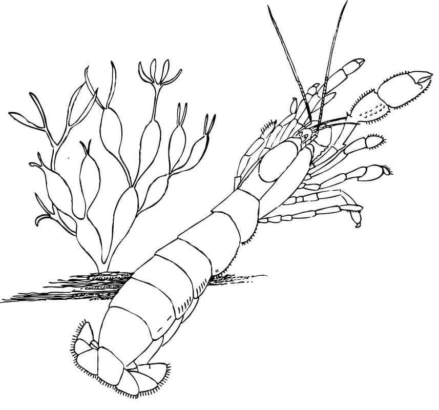 Målarbild Havsräka