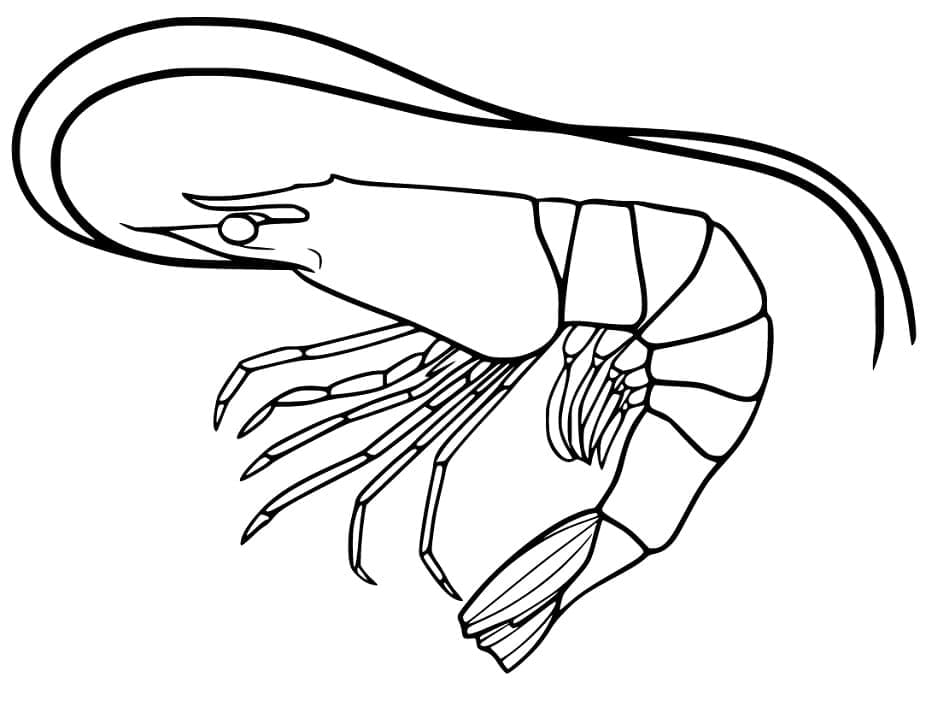 Målarbild Räka Gratis för Barn