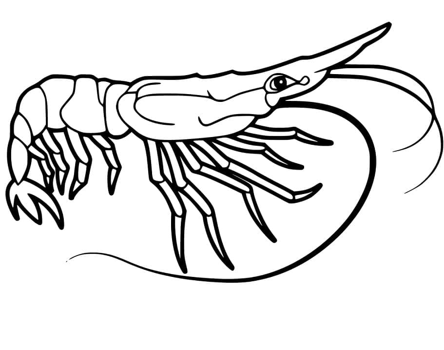 Målarbild Räka Gratis
