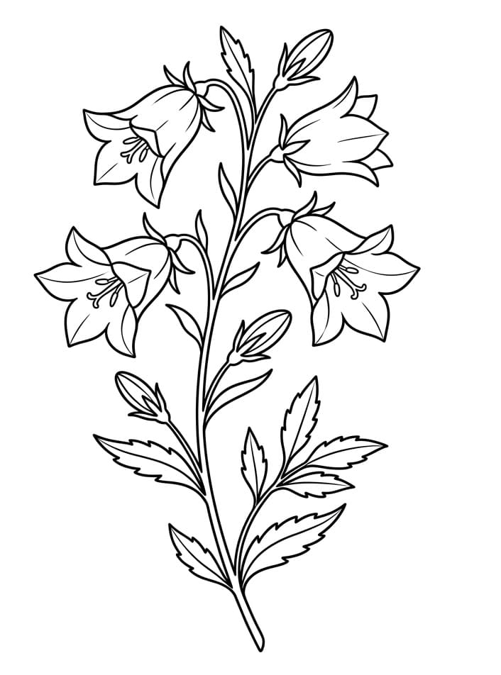 Målarbild Vacker blåklocka