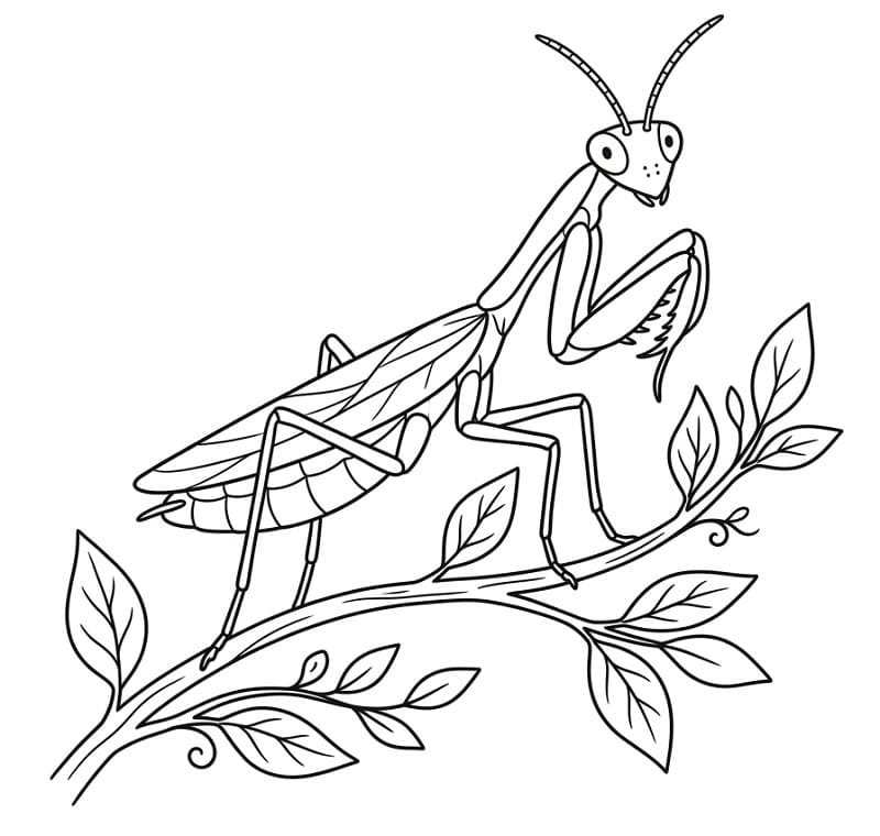 Målarbild Enkel bönsyrsa