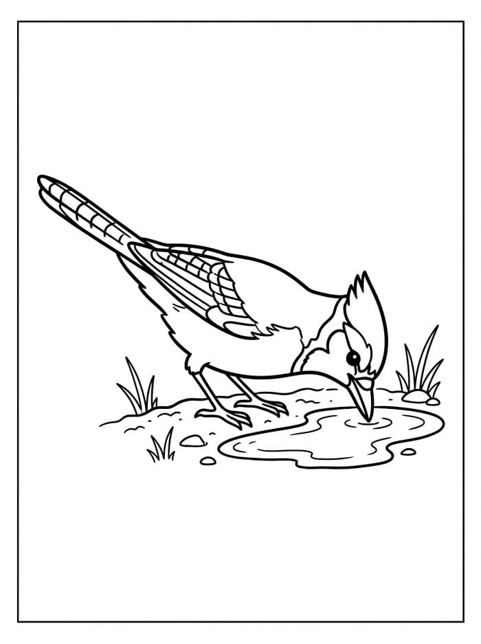 Målarbild Blåskrikafågel