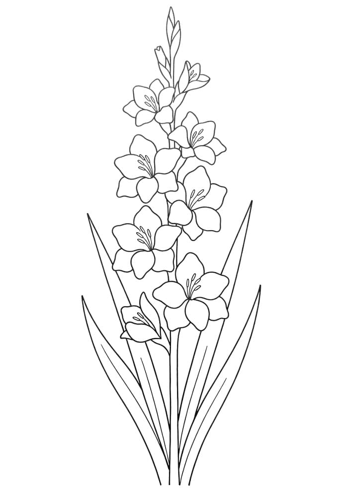 Målarbild Gratis Utskrivbar Gladiolus