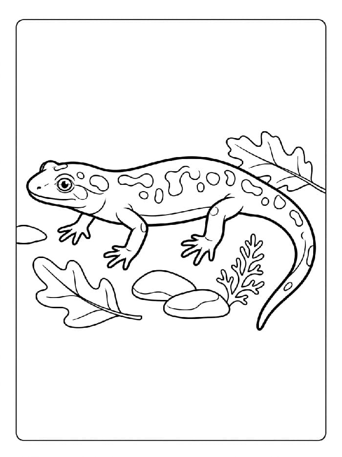 Målarbild Gratis Salamander för Barn