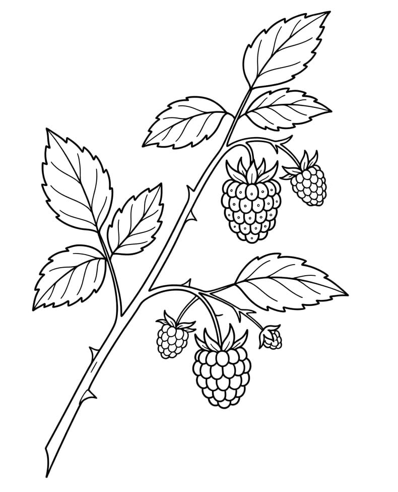 Målarbild Hallonkvist