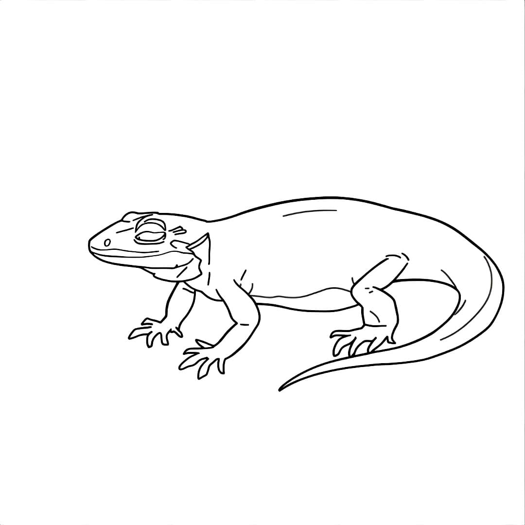 Målarbild Salamander Gratis Utskrivbar för Barn
