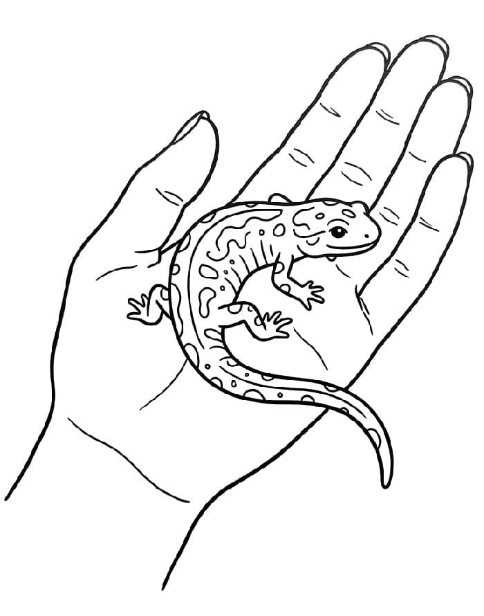 Målarbild Salamander Gratis Utskrivbar