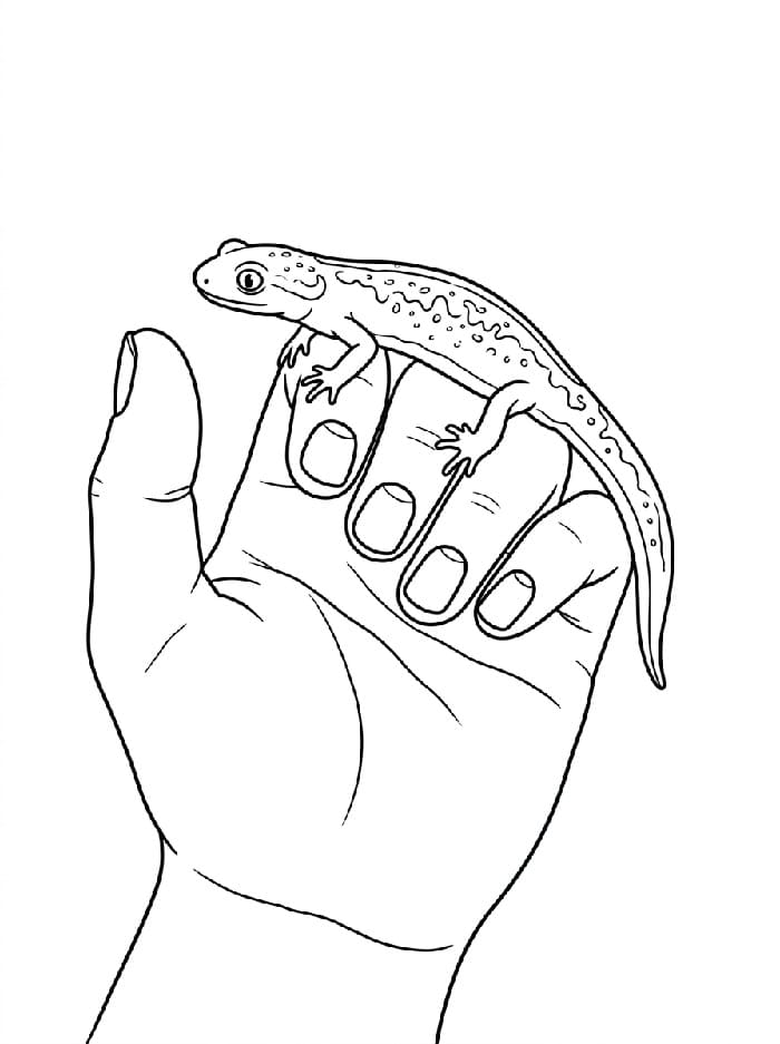 Målarbild Salamander på en hand
