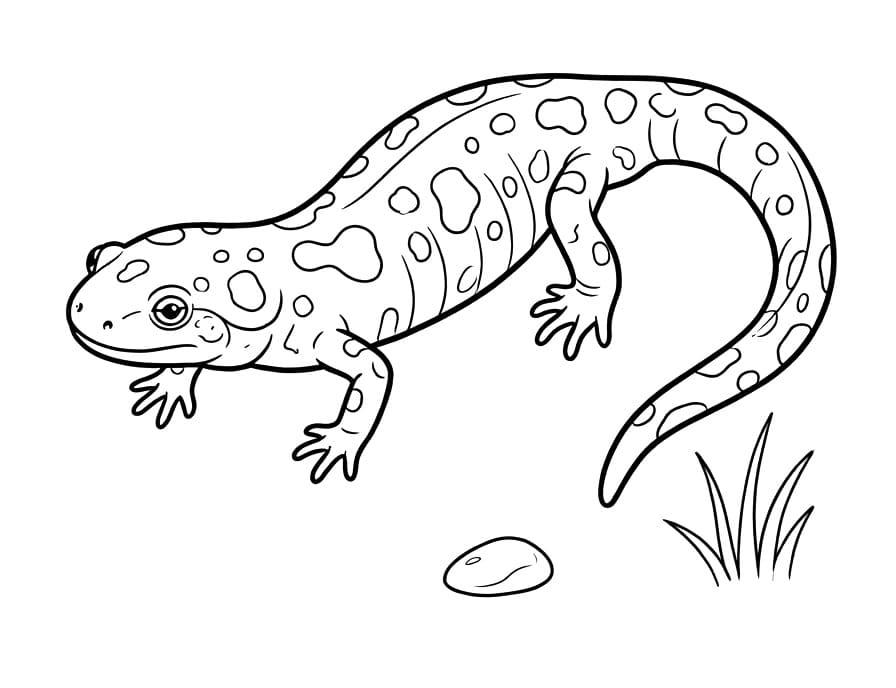 Målarbild Stor salamander